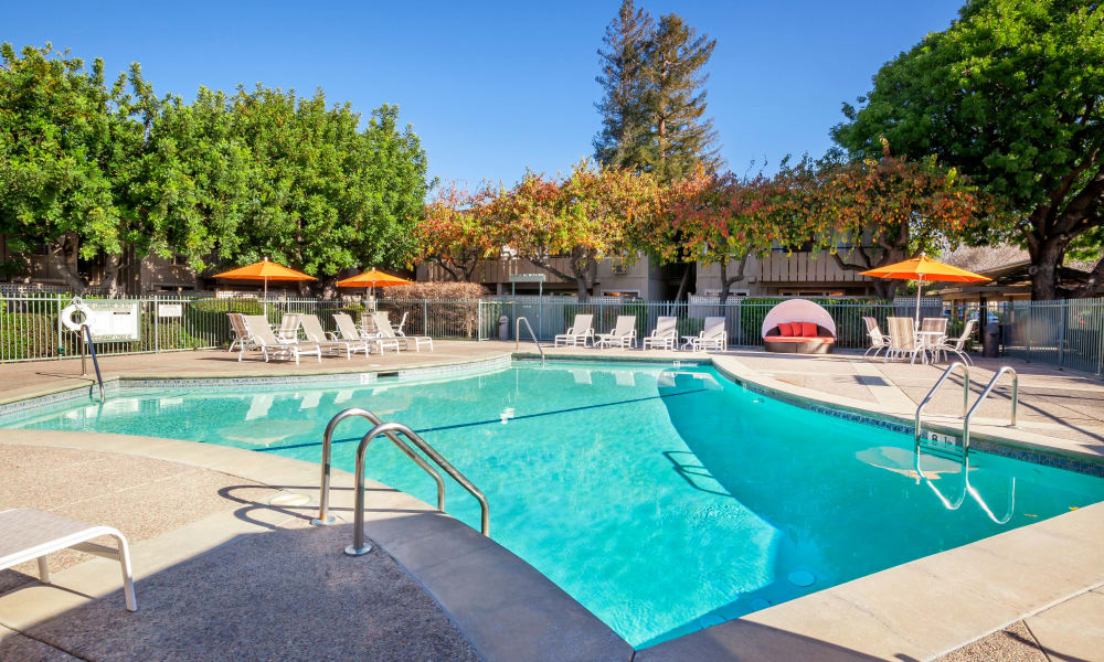 luxury pool at The Shadows Apartments